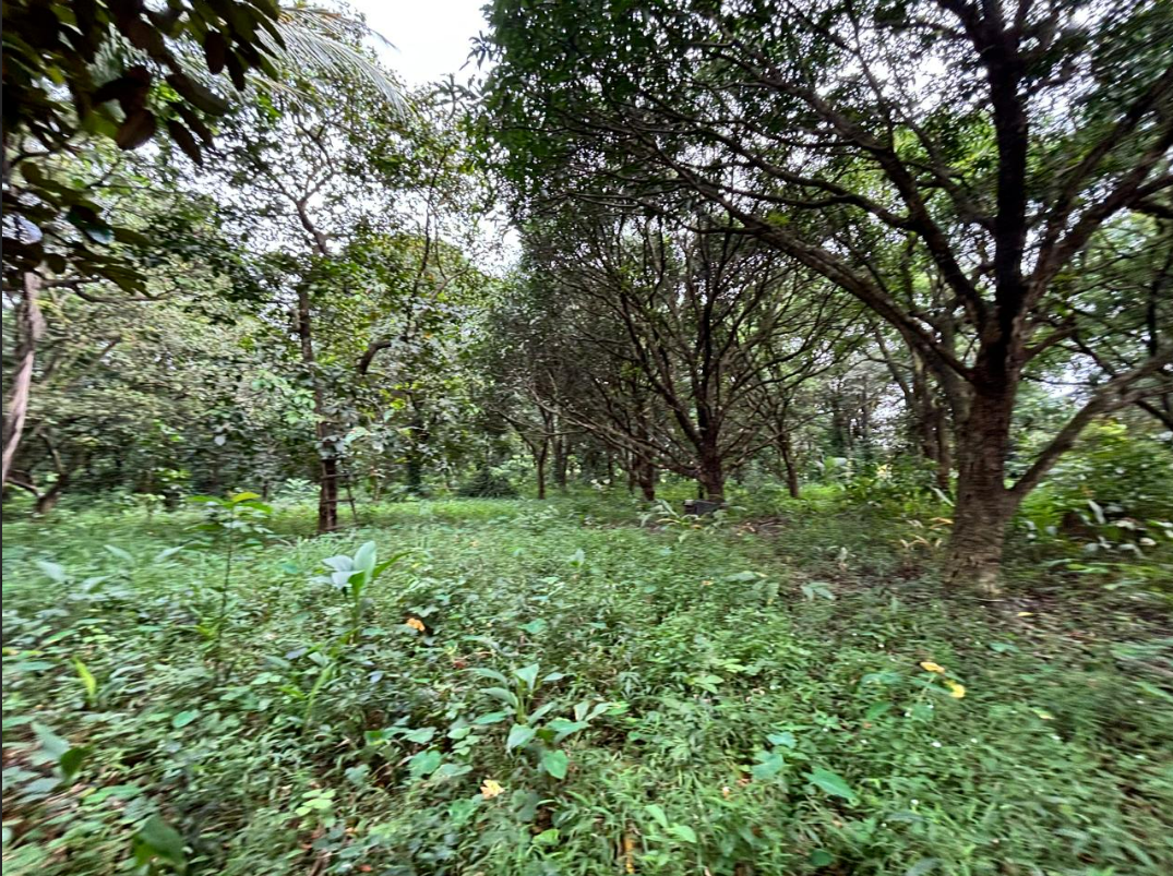 1.7 Hectares of Prime Commercial Lot Along Quirino Highway