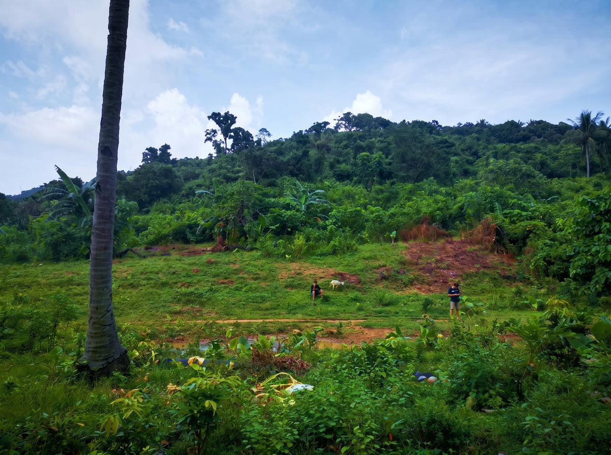1.5-Hectare Beachfront Property at Brgy. Binga, San Vicente, Palawan